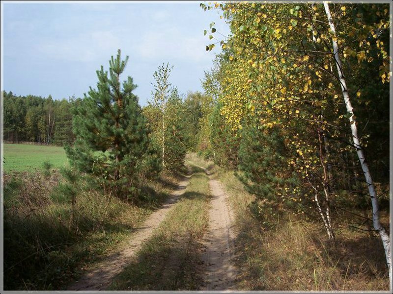 фото "Дорога в осень" метки: пейзаж, лес, осень