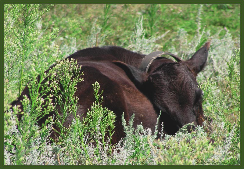 photo "Sound sleep" tags: nature, pets/farm animals