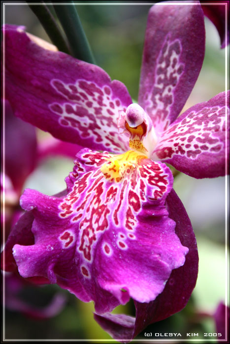 photo "The Orchid" tags: macro and close-up, nature, flowers