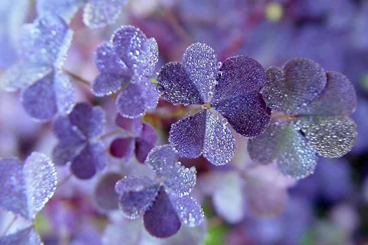 photo "****" tags: macro and close-up, nature, flowers