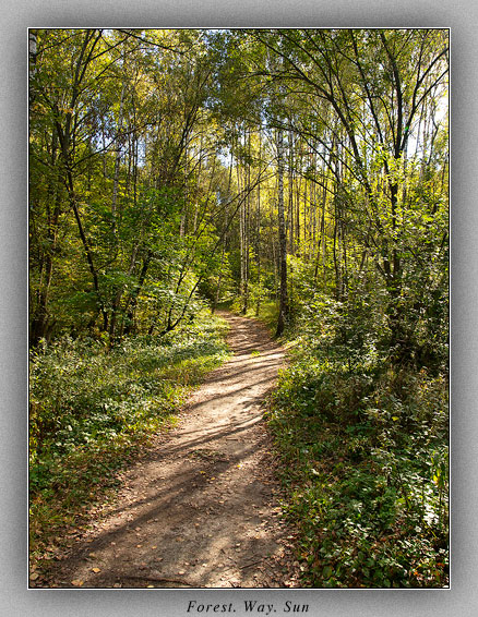 photo "Forest. Way. Sun" tags: landscape, autumn, forest