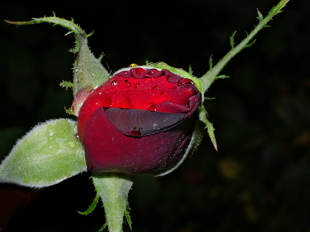 photo "Autumn gift" tags: nature, macro and close-up, flowers