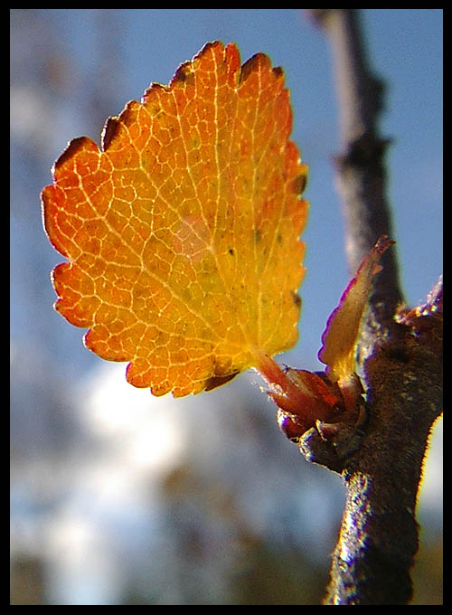 photo "Betula nana" tags: nature, macro and close-up, flowers