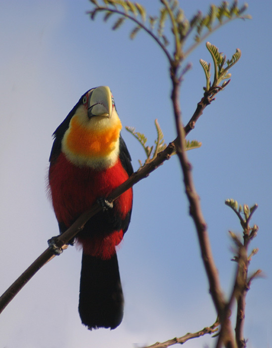 photo "Colours of Nature" tags: nature, wild animals