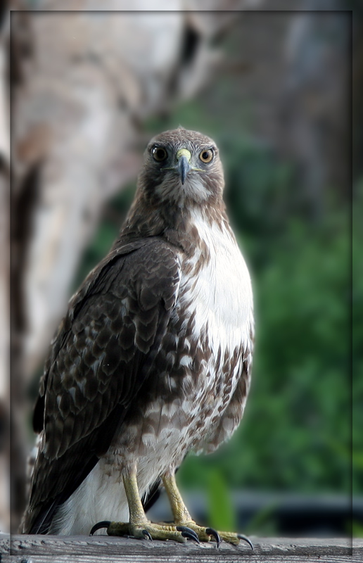 photo "*****" tags: nature, wild animals