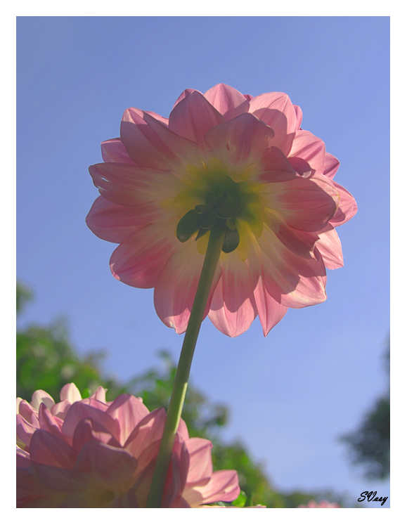 фото "Стремление в небо" метки: макро и крупный план, природа, цветы