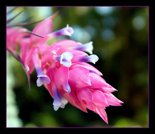 фото "Little flower" метки: макро и крупный план, природа, цветы