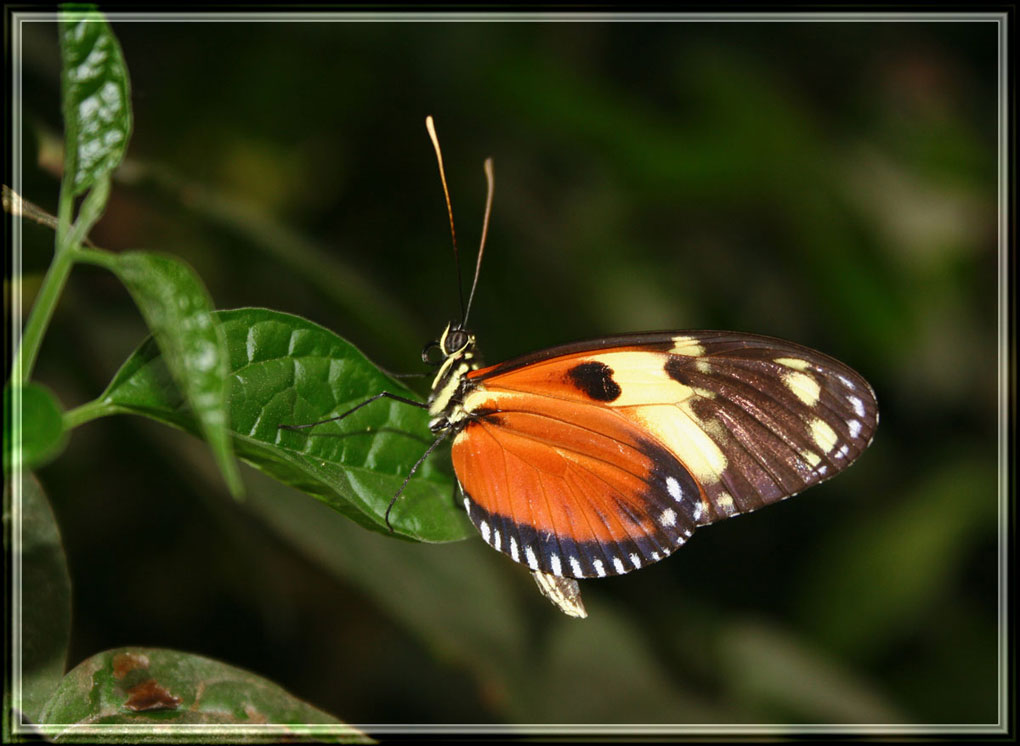 photo "***" tags: macro and close-up, nature, insect