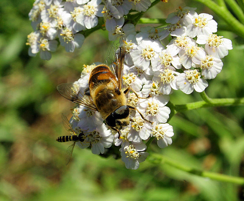 photo "Autumn nektar" tags: nature, insect