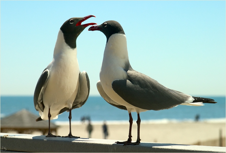 photo "to gossip" tags: nature, wild animals