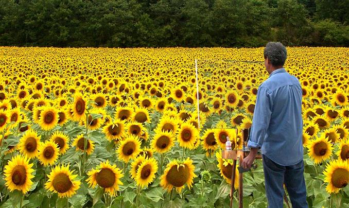 photo "Girasols" tags: misc., 