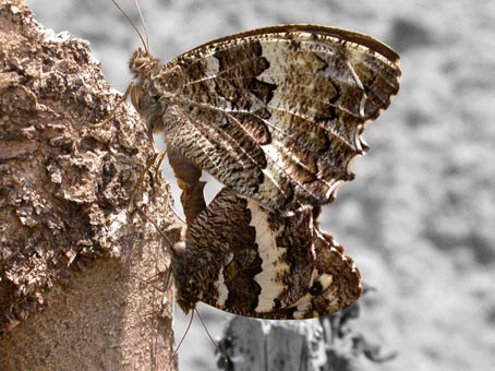 photo "mating butterflies retouched" tags: nature, technics, insect