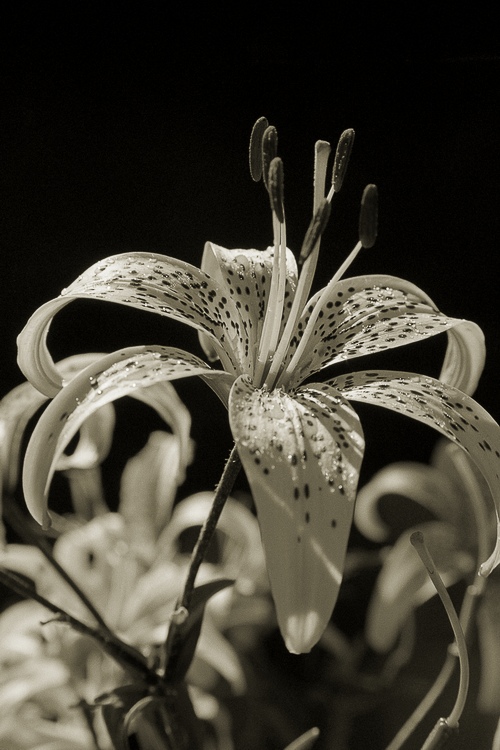 photo "* * *" tags: nature, black&white, flowers