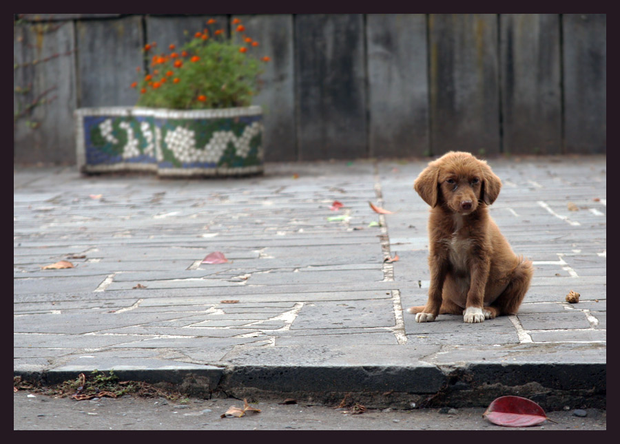 photo "Optimistic tragedy" tags: nature, pets/farm animals