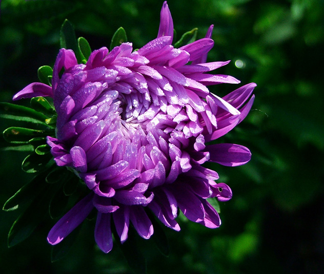 photo "Aster" tags: nature, macro and close-up, flowers