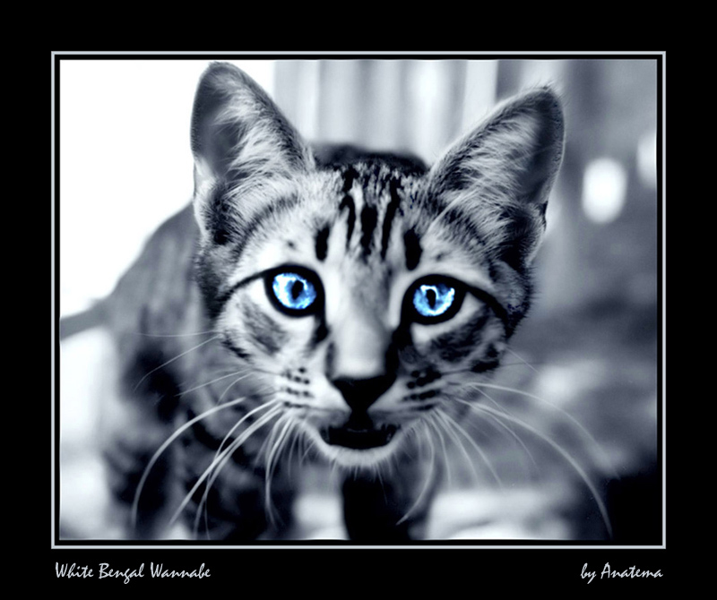 photo "White Bengal Wannabe" tags: nature, portrait, pets/farm animals