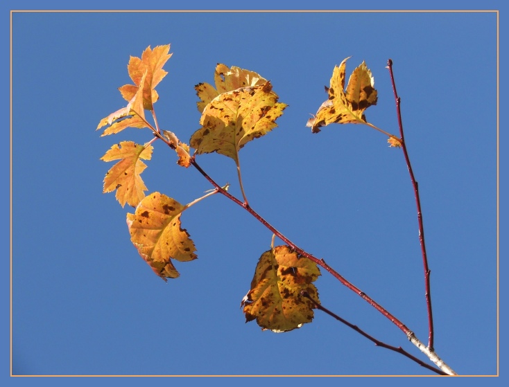 фото "Gold on Blue" метки: пейзаж, природа, осень, цветы