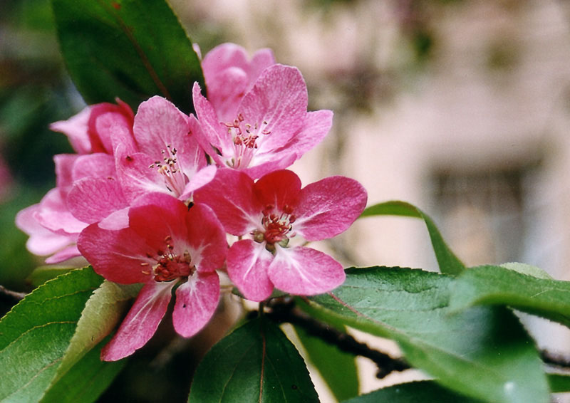 photo "reminiscences about spring" tags: nature, flowers