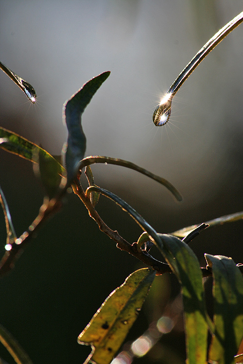 photo "An autumn avaricious sun" tags: nature, macro and close-up, 