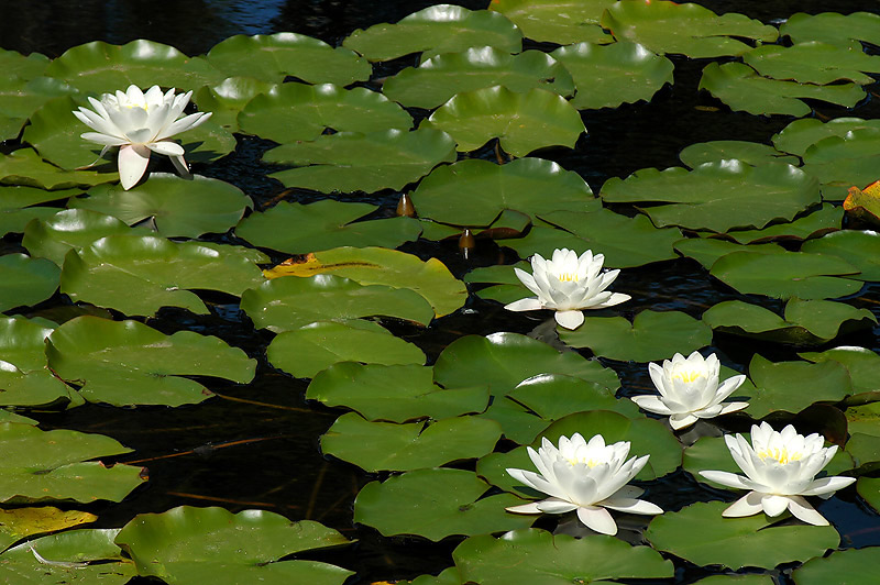 photo "Nenufares" tags: nature, flowers