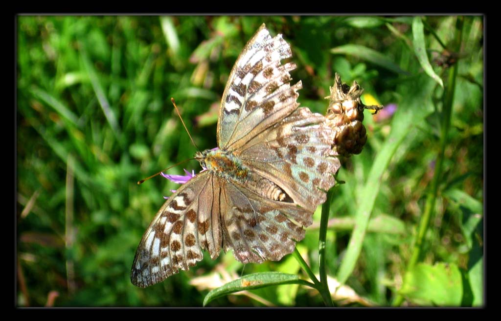 photo "Simply the Butterfly" tags: , 