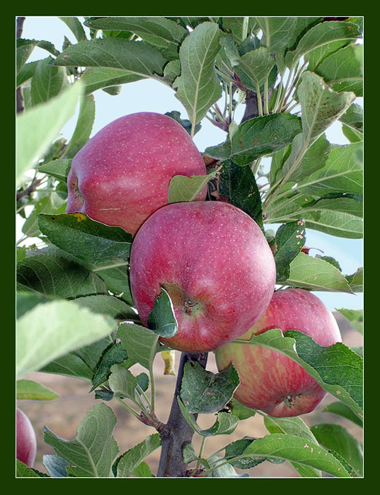 photo "Apple-trees in a garden" tags: nature, flowers