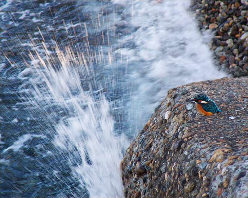 photo "Untitled photo" tags: nature, wild animals