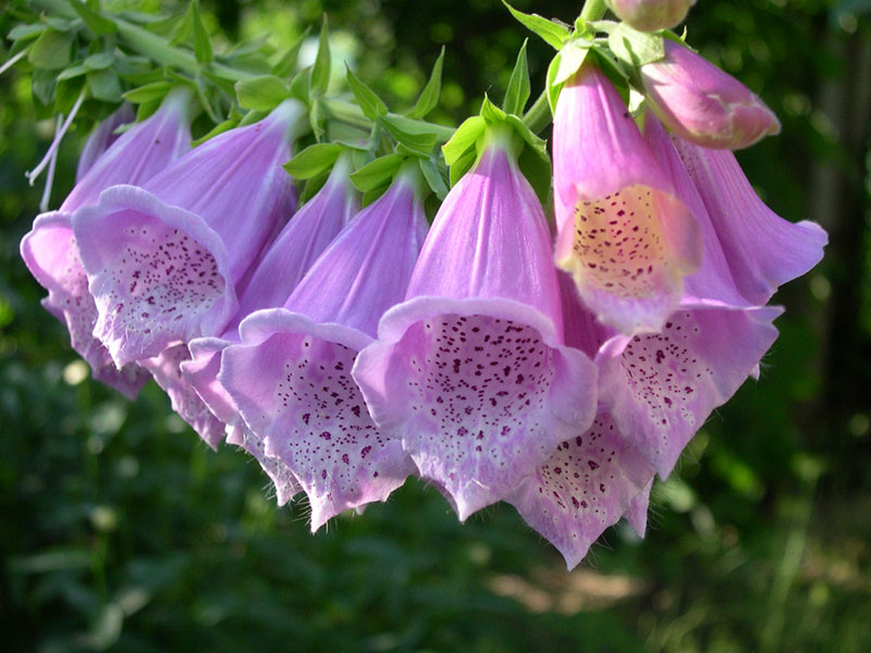 photo "Poisonous beauty" tags: nature, macro and close-up, flowers