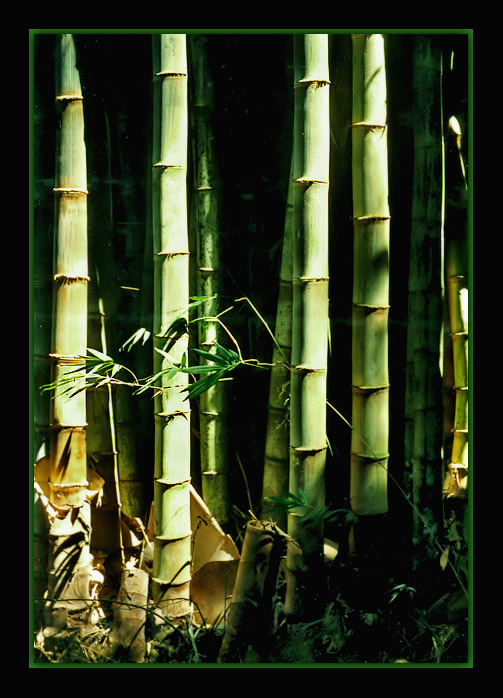 photo "Bamboo" tags: nature, flowers