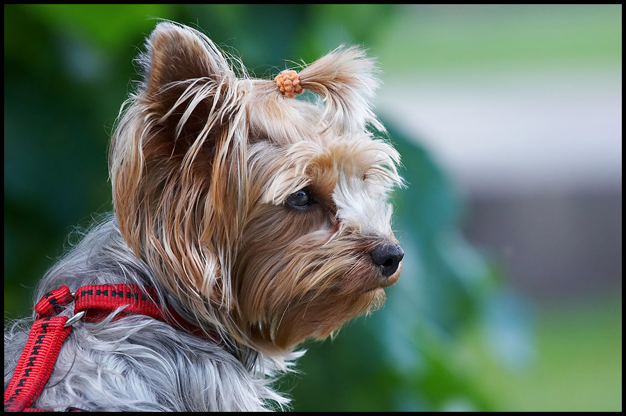 photo "Lady - doggy (or doggy - lady?)..." tags: nature, pets/farm animals