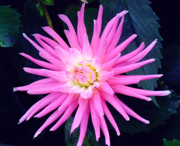 photo "Dahlia "Nuit D' Ete" tags: macro and close-up, nature, flowers