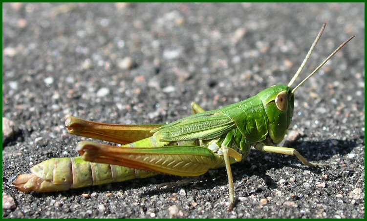 photo "Something green" tags: macro and close-up, nature, insect