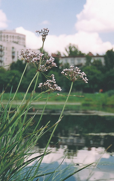 photo "The flowers of the town #2" tags: nature, flowers