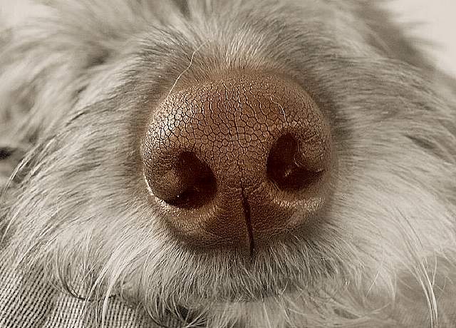 фото "нос" метки: фотомонтаж, природа, домашние животные