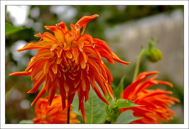 photo "Untitled photo" tags: nature, flowers