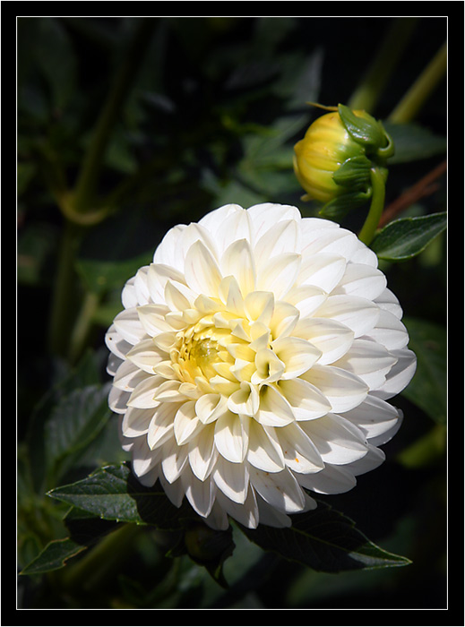 photo "***" tags: nature, macro and close-up, flowers