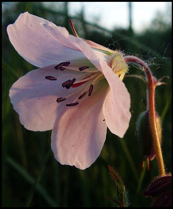 photo "Evening light flower" tags: macro and close-up, nature, flowers