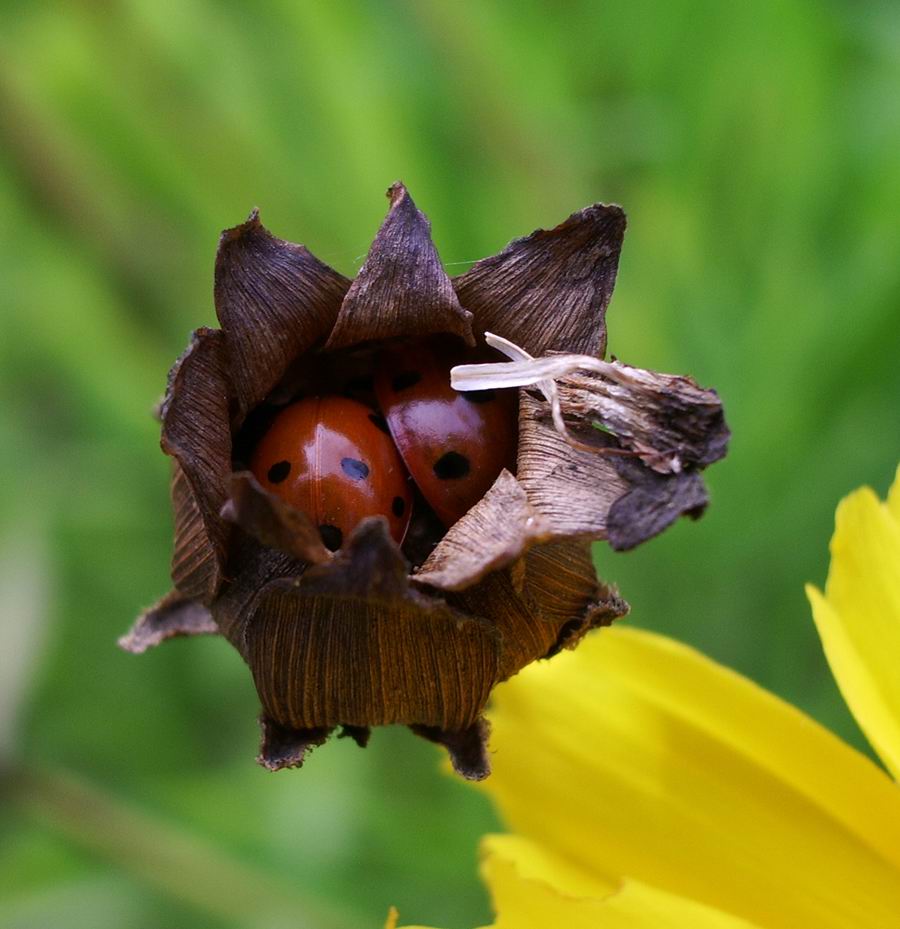 photo "Dream together" tags: nature, insect