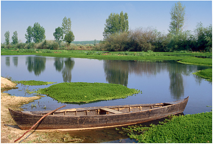 photo "Rice field" tags: landscape, water