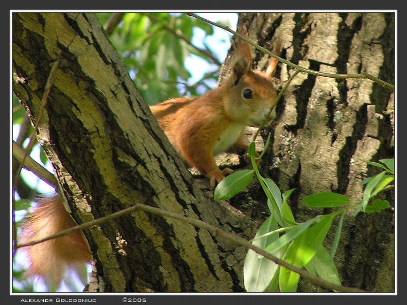 photo "The Squirrel" tags: nature, wild animals