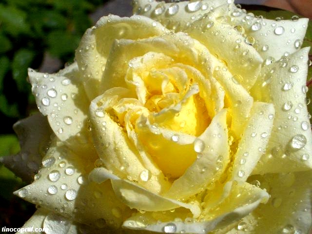 photo "After the rain.." tags: misc., 