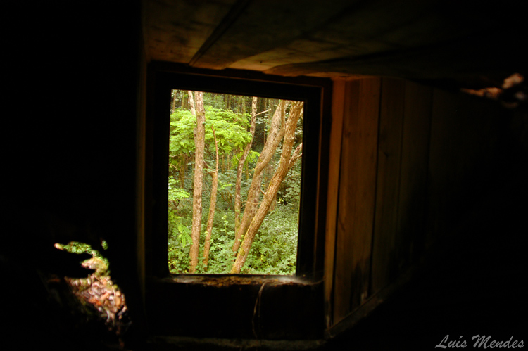 photo "Secret Window" tags: nature, 