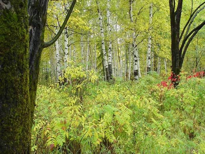 photo "The forest" tags: landscape, autumn