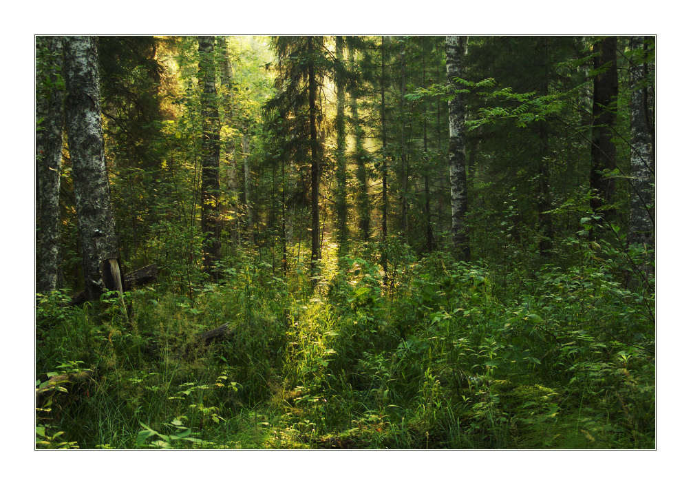 фото "где-то в тайге..." метки: пейзаж, лес