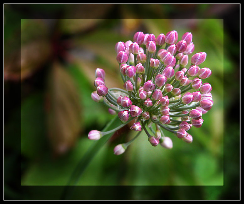 photo "*^*" tags: nature, macro and close-up, flowers