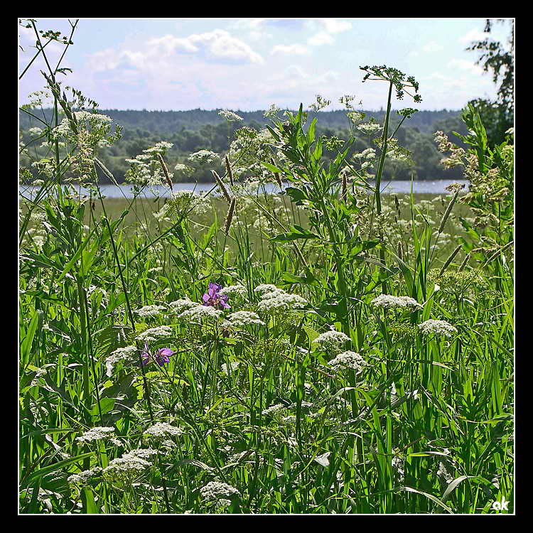 photo "Memory of the Last Summer" tags: landscape, summer