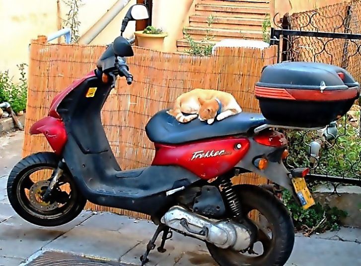 photo "Motocat" tags: humor, nature, pets/farm animals
