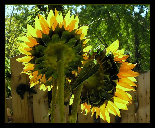 photo "Sunflowers" tags: nature, flowers