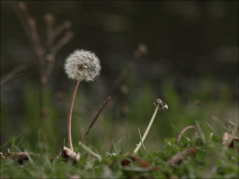 photo "Last." tags: nature, genre, flowers