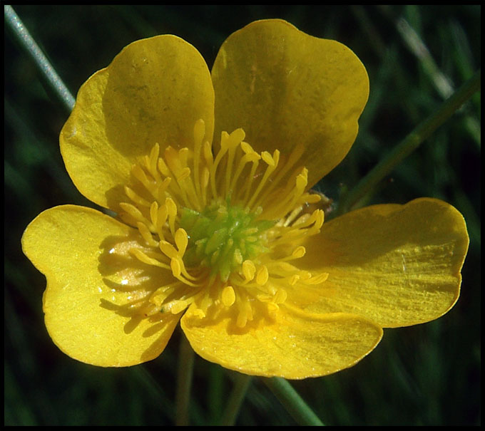 photo "Ranunculus acris II" tags: macro and close-up, nature, flowers